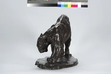 Grand Puma Sentant la Trace d