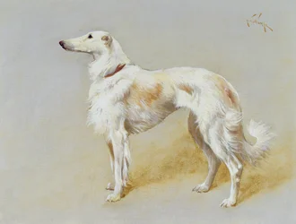 Un chien Borzoi