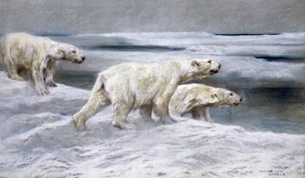 Ours Polaires, vers 1900
