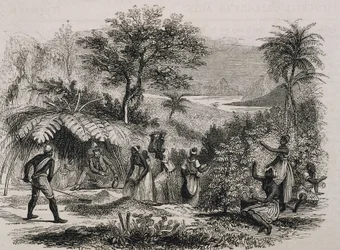 Plantation de café au Brésil