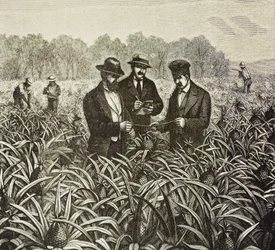 Angleterre (XIXe siècle). Colonisation (1880). Plantation d