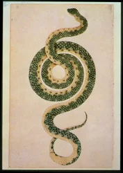 Serpent (gravure)