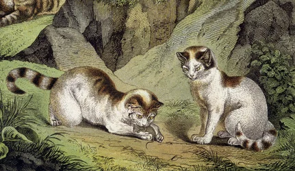 Deux chats jouant (gravure)