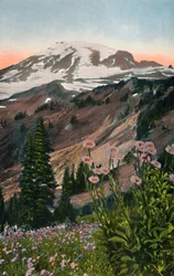 Asters pourpres, dans le parc national du Mont Rainier, vers 1916