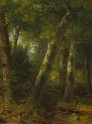 Forêt dans la lumière du matin