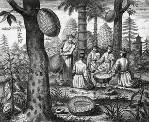 Fruits chinois (Arbor polomie, papaye chinoise)