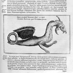 Dragon, 1678