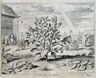 Le camélia - dans « China » par Athanase Kircher (ou Athanasius Kircheri)