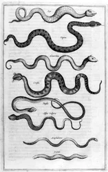 Serpents, 1675