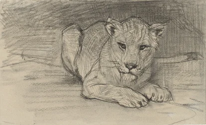 Lionne couchée