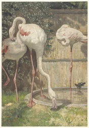 Trois flamants roses près d