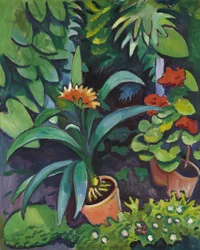 Fleurs dans le jardin, Clivia et Pélargoniums
