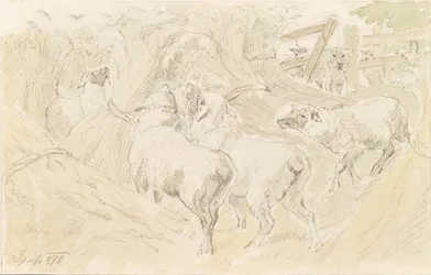 Moutons dans les céréales