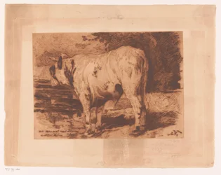 Taureau dans le pré