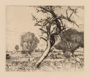 Le pommier mort, Picardie, 1913