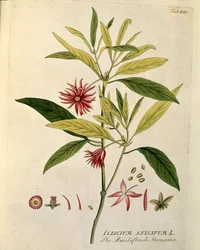 Botanique : « Anis étoilé » (Illicium anisatum) Planche tirée de « Medicinalium secundum Linnaei digestarum » par Joseph Jacobi Plenck (1735-1807) 1788-1803 Collection privée
