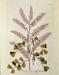 Botanique : « Campeche » (Haematoxylon campechianum) Planche tirée de « Medicinalium secundum Linnaei digestarum » par Joseph Jacobi Plenck (1735-1807) 1788-1803 Collection privée