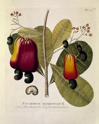 Botanique : "Noix de cajou" (Anacardium occidentale) Planche tirée de "Medicinalium secundum Linnaei digestarum" par Joseph Jacobi Plenck (1735-1807) 1788-1803 Collection privée
