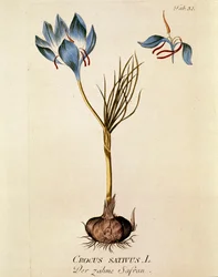 Botanique : Safran (Crocus sativum) Planche tirée de « Medicinalium secundum Linnaei digestarum » par Joseph Jacobi Plenck (1735-1807) 1788-1803 Collection privée