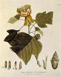 Botanique : Tulipier de Virginie (Liriodendron tulipifera) Planche tirée de « Medicinalium secundum Linnaei digestarum » par Joseph Jacobi Plenck (1735-1807) 1788-1803 Collection privée
