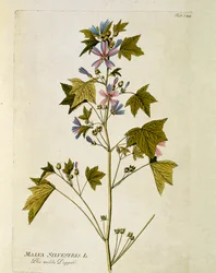 Botanique : « grande mauve » (Malva sylvestris) Planche tirée de « Medicinalium secundum Linnaei digestarum » par Joseph Jacobi Plenck (1735-1807) 1788-1803 Collection privée