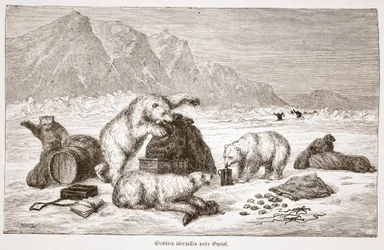 Les ours polaires attaquent nos bagages, pub. Vienne 1876 (gravure)