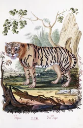 Tigre, 1794
