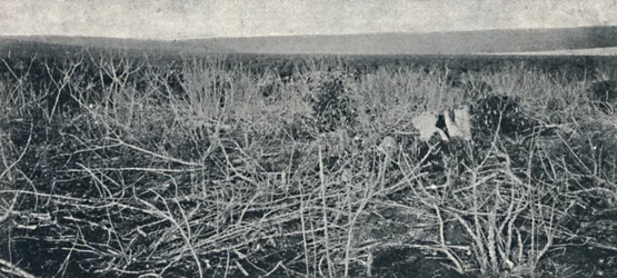 Plantation de manioc, 1895