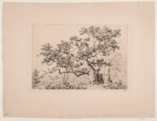 Le chêne royal
