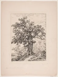 Le chêne de Niels Ebbesen. Forêt de Gyllingnæs