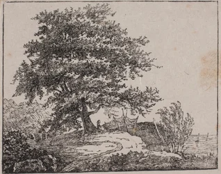 Arbre sur une pente près de la mer