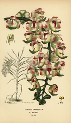 Orchidée Aerides lawrenceae. En voie de disparition. Chromolithographie d