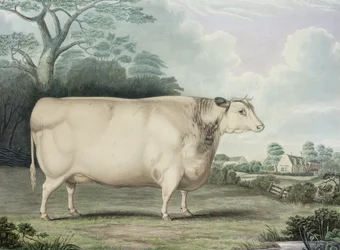 La vache primée à cornes courtes de Habertoft, gravée par C. Hunt, 1842