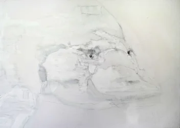 Ornithorynque
