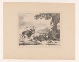 Bouc et mouton