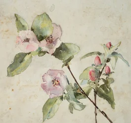 Branches de fleurs roses