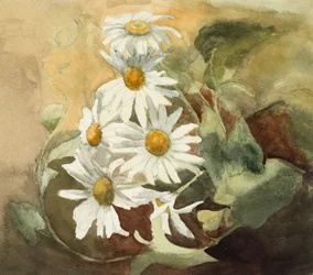 Marguerites