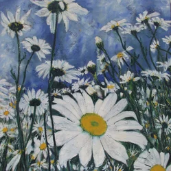 Champ de marguerites blanches