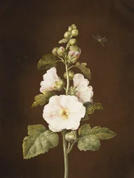 Une Rose Trémière