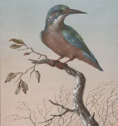 Martin-pêcheur