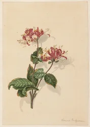 Branche de chèvrefeuille sauvage (Lonicera periclymenum)