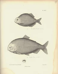 Characidae, pl. XLVII, gravure sur acier de Coutant d