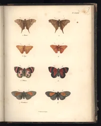 Lepidoptera, pl. XXXVII, illustration tirée de « Recueil d
