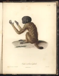 Simia melanocephala, planche XXIX, gravure sur acier de Louis Bouquet (1765-1814) d