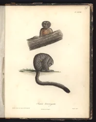 Simia trivirgata, planche XXVIII, gravure sur acier de Louis Bouquet (1765-1814) d