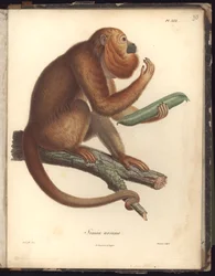 Simia ursina, planche XXX, illustration du Recueil d