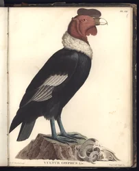 Le condor mâle (Vultur gryphus, LIN.), pl. VIII, illustration tirée de « Observations de zoologie et d