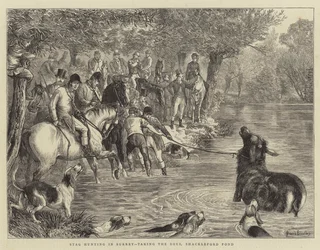 Chasse au cerf dans le Surrey, capture du cerf, étang de Shackleford