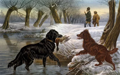 Chasse au canard sauvage