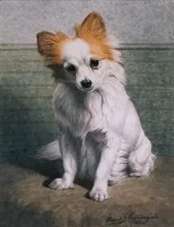 Chien Jouet